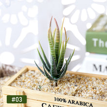 Load image into Gallery viewer, Lifelike Miniature Artificial Zebra Aloe Fleshy Cactus Plant Figurines Decoration DIY Fairy Garden Micro Landscape Potted Decor