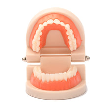 Load image into Gallery viewer, Kids Montessori Educational Toys Children's Oral Simulation Teeth Model Kids Intelligence Brushing Tooth Teaching Aids Simulated Practical Life