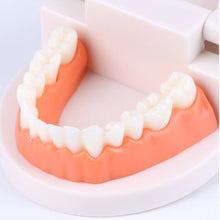 Load image into Gallery viewer, Kids Montessori Educational Toys Children's Oral Simulation Teeth Model Kids Intelligence Brushing Tooth Teaching Aids Simulated Practical Life