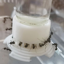 Load image into Gallery viewer, 5-40ml Ant Farm Water Feeder Water Bowl for Ant Anthill Water Feeding Area Ants Nest Glass Tube Drinking Bottle Workshop DIY Accessories Ant House Tools