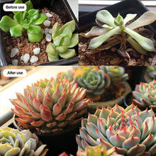 Load image into Gallery viewer, USB 5V LED Grow Light Full Spectrum Red Blue Phyto Grow Lamp Indoor Phytolamp For Plants Flowers Seedling Greenhouse Fitolampy