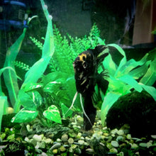 Load image into Gallery viewer, 18-25cm Aquarium Decoration Plants Simulation Artificial Water Grass Fish Tank Decor Silicone Kelp Ornament Aquarium Accessories