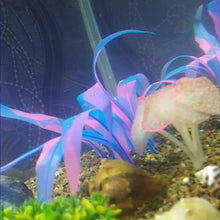 Load image into Gallery viewer, 18-25cm Aquarium Decoration Plants Simulation Artificial Water Grass Fish Tank Decor Silicone Kelp Ornament Aquarium Accessories