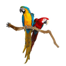 Load image into Gallery viewer, Natural Wood Pet Parrot Raw Wood Fork Branch Perches Stand Rack Mouth Grinding Claw Grinding Stick For Birds Squirrel Small Pet Supplies