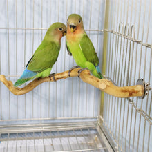 Load image into Gallery viewer, Natural Wood Pet Parrot Raw Wood Fork Branch Perches Stand Rack Mouth Grinding Claw Grinding Stick For Birds Squirrel Small Pet Supplies