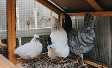 Load image into Gallery viewer, Hardware Cloth 1/4 inch 36in x 100ft 23 Gauge, Hot-dip Galvanized After Welding Chicken Wire Fence Roll Garden Plant Welded Metal Wire Fencing Roll, Rabbit Cages Snake Fence
