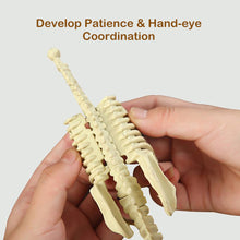 Load image into Gallery viewer, Simulation Dinosaur Fossil Plastic Skeleton Model Children's DIY Handmade Dinosaur Skeleton Assembly Kit Tyrannosaurus Rex Model
