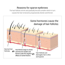 Load image into Gallery viewer, Eyebrow Enhancer Eyebrows Growth Serum Repair Hair Follicles Eyebrow Growth Fluid Long Thicker Nourishing Eye Growth Liquid
