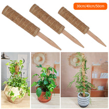 Load image into Gallery viewer, 30/40/50cm Plant Climbing Pole Cane Coir Moss Stick Palm Vines Stick Plant Supportfor Indoor Climbing Plants Creepers
