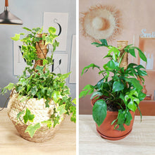 Load image into Gallery viewer, 30/40/50cm Plant Climbing Pole Cane Coir Moss Stick Palm Vines Stick Plant Supportfor Indoor Climbing Plants Creepers

