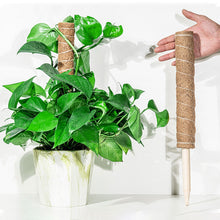Load image into Gallery viewer, 30/40/50cm Plant Climbing Pole Cane Coir Moss Stick Palm Vines Stick Plant Supportfor Indoor Climbing Plants Creepers

