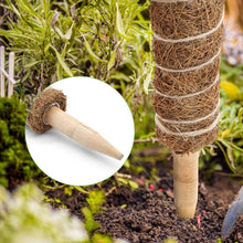 Load image into Gallery viewer, 30/40/50cm Plant Climbing Pole Cane Coir Moss Stick Palm Vines Stick Plant Supportfor Indoor Climbing Plants Creepers
