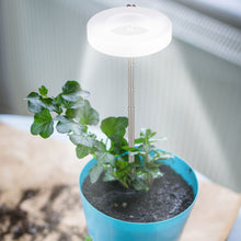 Load image into Gallery viewer, LED Indoor Angel Ring Plant Growth Light 2/4/8H On/Off Timer USB 5V Retractable Height Full Spectrum Simulated Sunlight Plant
