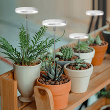Load image into Gallery viewer, LED Indoor Angel Ring Plant Growth Light 2/4/8H On/Off Timer USB 5V Retractable Height Full Spectrum Simulated Sunlight Plant
