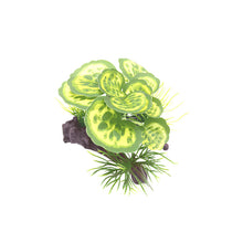 Load image into Gallery viewer, Artificial Green Plants Underwater Grass Aquarium Fish Tank Simulation Decoration Aquarium Decor Plastic Plants
