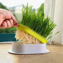 Load image into Gallery viewer, Pet Cat Grass Potted Hydroponic Plant Seedling Tray Growing Pot Reusable Garden Catnip Digestion Cleaning Stomach Grass Grow Box
