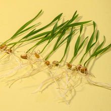 Load image into Gallery viewer, Pet Cat Grass Potted Hydroponic Plant Seedling Tray Growing Pot Reusable Garden Catnip Digestion Cleaning Stomach Grass Grow Box
