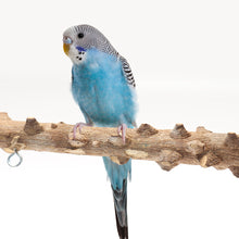 Load image into Gallery viewer, Bird Parrot Wooden Stand Playstand with Bell Cage Sleeping Stand Play Toys for Parakeets Parrot Birds Swing Toy
