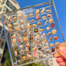 Load image into Gallery viewer, Seashell Display Box Acrylic Magnetic Diamond Display Case Acrylic Organizer Box Stackable Jewelry Gem Organizers Compartment
