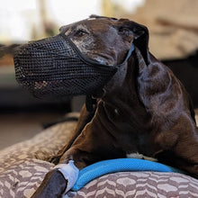 Load image into Gallery viewer, Anti Barking Dog Muzzle For Small Large Dogs Adjustable Mesh Breathable Pet Mouth Muzzles Nylon Straps Dog Accessories
