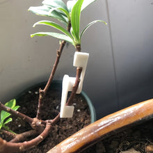 Load image into Gallery viewer, 10pcs 360 Degree Adjustable Planter Holder Plant Branches Bender Training Clips Garden Stem Trainer Clips for Low Stress Training Tool
