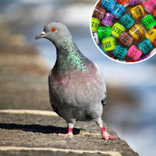 Load image into Gallery viewer, 10/50Pcs 2025 Years Pigeons Foot Ring 8x11mm Pigeons Foot Ring Parrots Leg Rings Birds Training Tool with Nnumbers
