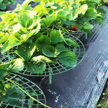 Load image into Gallery viewer, Strawberry Planting Tray Bracket Gardening Potted Fruit Home Green Plant Splicing Anti Rot Leaf Fruit Rack Support Bracket
