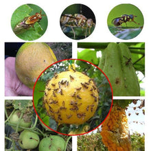 Load image into Gallery viewer, Sticky Fruit Fly Trap Ball Fruit Fly Trap with Sticky Adhesive Hanging Ball for Garden Orchard Fruit Fly Catcher Pest Control
