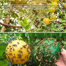 Load image into Gallery viewer, Sticky Fruit Fly Trap Ball Fruit Fly Trap with Sticky Adhesive Hanging Ball for Garden Orchard Fruit Fly Catcher Pest Control
