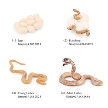Load image into Gallery viewer, Educational Life Cycle Toys Realistic Animal Models Collection Insect Frog Spider Ducks Geese Crocodile Octopus Life Cycle Learning Desk Ornaments
