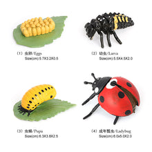 Load image into Gallery viewer, Educational Life Cycle Toys Realistic Animal Models Collection Insect Frog Spider Ducks Geese Crocodile Octopus Life Cycle Learning Desk Ornaments
