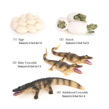 Load image into Gallery viewer, Educational Life Cycle Toys Realistic Animal Models Collection Insect Frog Spider Ducks Geese Crocodile Octopus Life Cycle Learning Desk Ornaments
