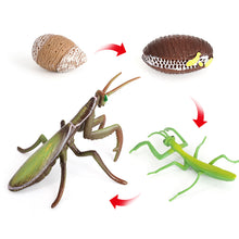Load image into Gallery viewer, Educational Life Cycle Toys Realistic Animal Models Collection Insect Frog Spider Ducks Geese Crocodile Octopus Life Cycle Learning Desk Ornaments
