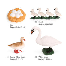 Load image into Gallery viewer, Educational Life Cycle Toys Realistic Animal Models Collection Insect Frog Spider Ducks Geese Crocodile Octopus Life Cycle Learning Desk Ornaments
