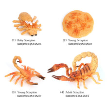 Load image into Gallery viewer, Educational Life Cycle Toys Realistic Animal Models Collection Insect Frog Spider Ducks Geese Crocodile Octopus Life Cycle Learning Desk Ornaments

