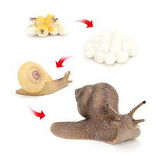 Load image into Gallery viewer, Educational Life Cycle Toys Realistic Animal Models Collection Insect Frog Spider Ducks Geese Crocodile Octopus Life Cycle Learning Desk Ornaments
