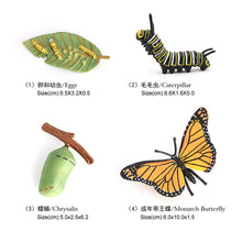 Load image into Gallery viewer, Educational Life Cycle Toys Realistic Animal Models Collection Insect Frog Spider Ducks Geese Crocodile Octopus Life Cycle Learning Desk Ornaments
