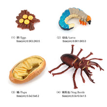 Load image into Gallery viewer, Educational Life Cycle Toys Realistic Animal Models Collection Insect Frog Spider Ducks Geese Crocodile Octopus Life Cycle Learning Desk Ornaments
