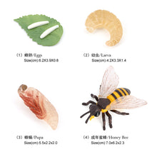 Load image into Gallery viewer, Educational Life Cycle Toys Realistic Animal Models Collection Insect Frog Spider Ducks Geese Crocodile Octopus Life Cycle Learning Desk Ornaments
