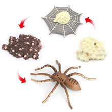 Load image into Gallery viewer, Educational Life Cycle Toys Realistic Animal Models Collection Insect Frog Spider Ducks Geese Crocodile Octopus Life Cycle Learning Desk Ornaments
