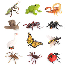 Load image into Gallery viewer, Educational Life Cycle Toys Realistic Animal Models Collection Insect Frog Spider Ducks Geese Crocodile Octopus Life Cycle Learning Desk Ornaments
