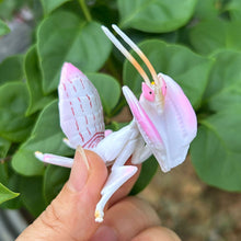 Load image into Gallery viewer, Realistic Mantis Replica Grasshopper Insect Model Animal Figurine Educational Toy Home Desktop Display Collection for Kids Science Classroom Supply
