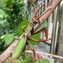 Load image into Gallery viewer, Realistic Mantis Replica Grasshopper Insect Model Animal Figurine Educational Toy Home Desktop Display Collection for Kids Science Classroom Supply
