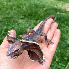 Load image into Gallery viewer, Realistic Lizard Statue Green Iguana Frilled Monitor Lizard Collectible Desktop Display Educational Tool For Kids Animal Enthusiasts Science Classroom

