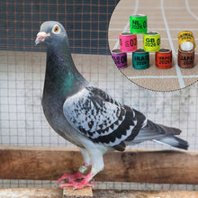 Load image into Gallery viewer, 10/50Pcs 2026 Years Pigeons Foot Ring 8x11mm Pigeons Foot Ring Parrots Leg Rings Birds Training Tool with Nnumbers
