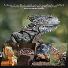 Load image into Gallery viewer, 25W 50W 75W 100W UVA Reptiles Heating Night Light Heating Bulb Turtles Lizards Snakes Reptiles Supplies
