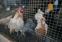 Load image into Gallery viewer, Hardware Cloth 1/4 inch 36in x 100ft 23 Gauge, Hot-dip Galvanized After Welding Chicken Wire Fence Roll Garden Plant Welded Metal Wire Fencing Roll, Rabbit Cages Snake Fence
