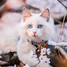 Load image into Gallery viewer, Lovely Pet Cat Collar With Bell Bow Cat Dog Collar Neck Strap Adjustable Buckle Kitten Puppy Pet Animal Accessories
