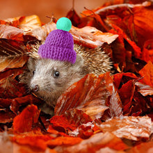 Load image into Gallery viewer, Snake Hat Guinea Pig Hat Hamster Hat with Adjustable Chin Strap for Chinchilla Ferret Hedgehogs Small Animal Outfit Suit Cosplay
