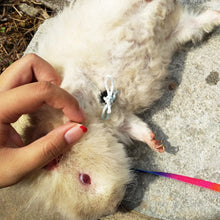 Load image into Gallery viewer, 1.2M Adjustable Pet Hamster Rabbit Leash Harness Rope Chinchilla Squirrel Guinea Pig Chest Lead Rope Small Pet Supplies
